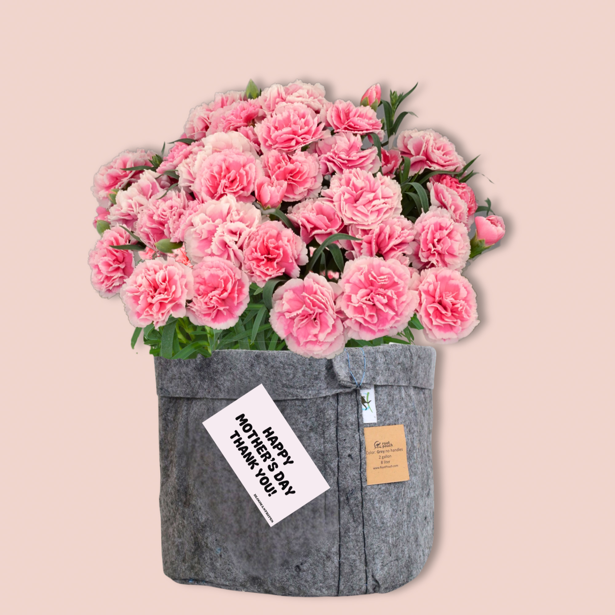 母の日】カーネーション〈ピンク〉 | BLOOM&STRIPES（ブルームアンド